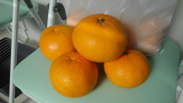 早春の下田の味覚